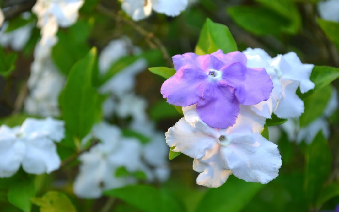 The Fourth Yama: Brahmacharya