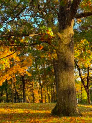 Screen Shot 2025-10-31 at 4.13.10 PM