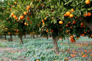 orange-tree