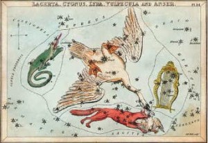 swan image